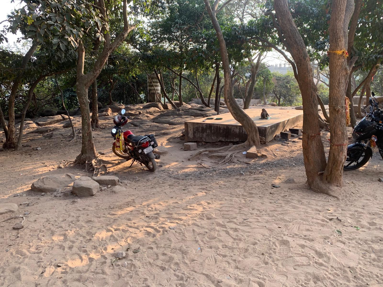 Les alentours du singe avec une bouteille