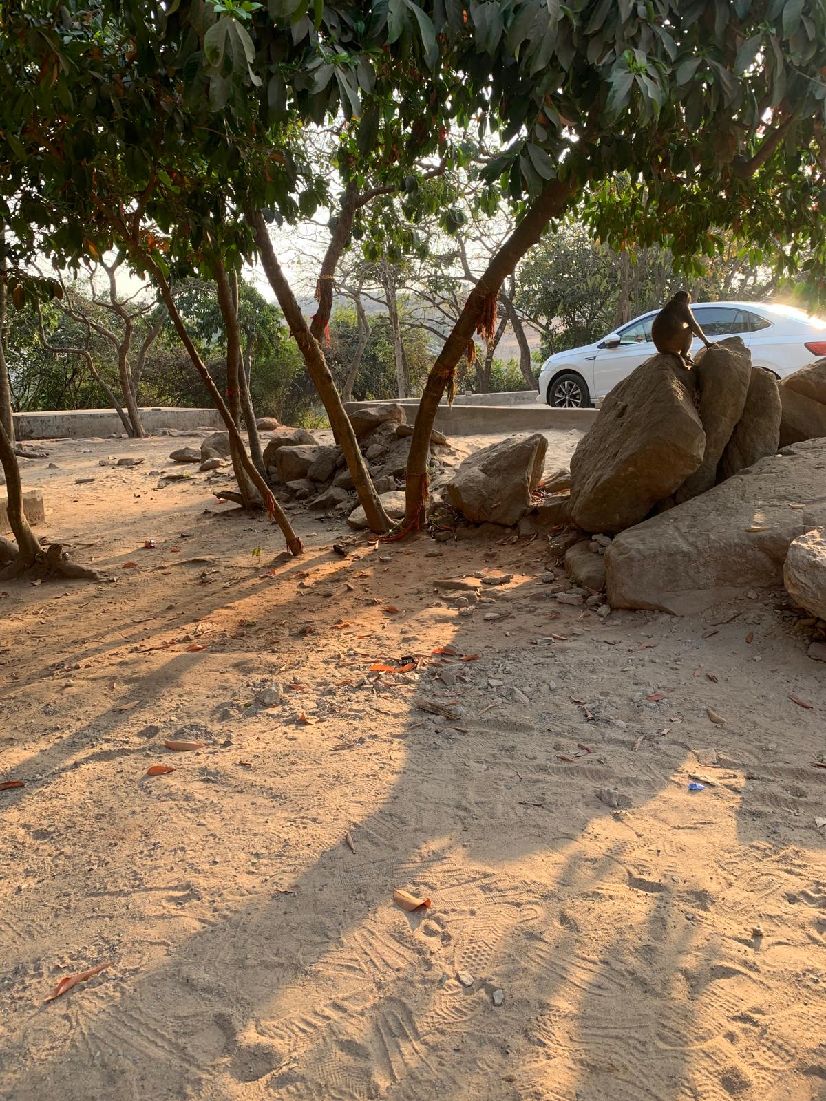 Un singe philosophe dans son environnement
