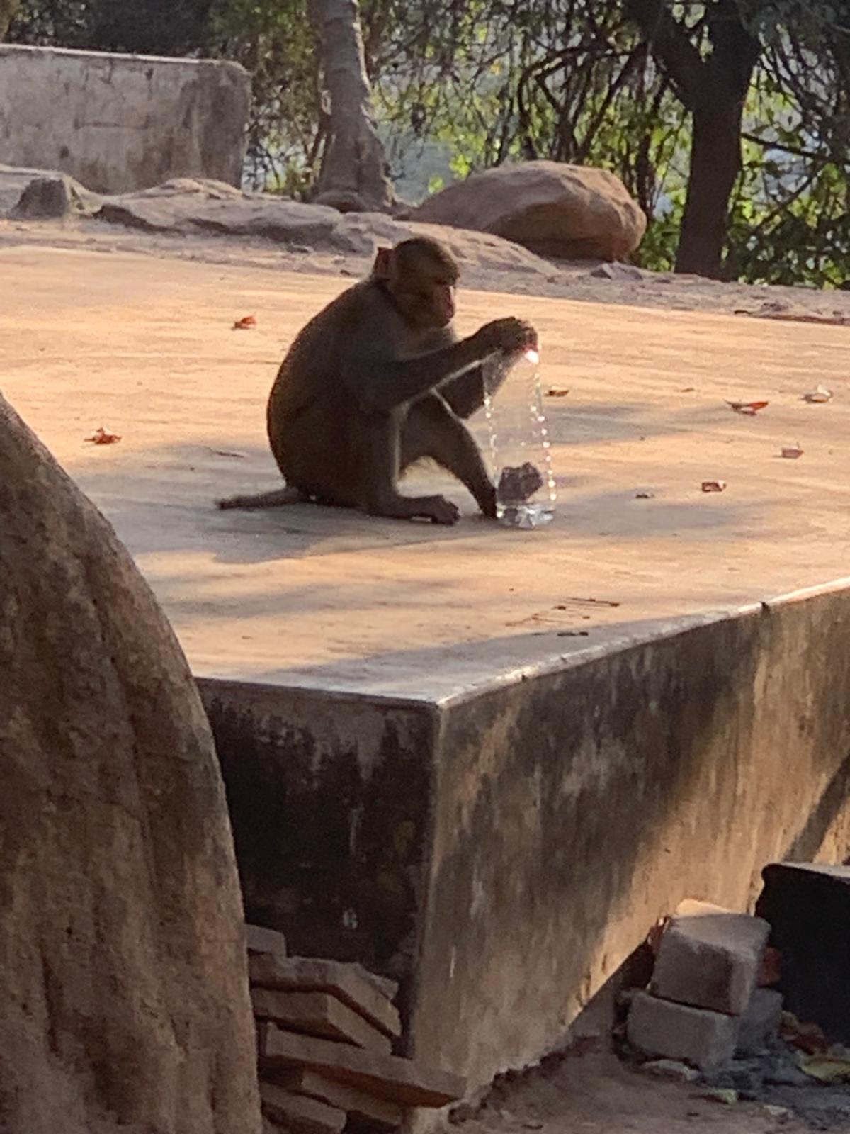 Un singe avec une bouteille