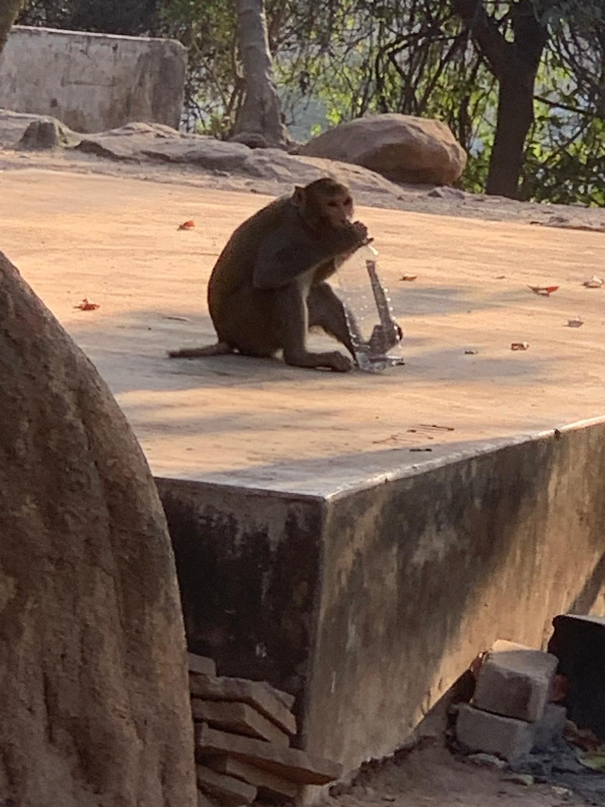 Un singe avec une bouteille v2